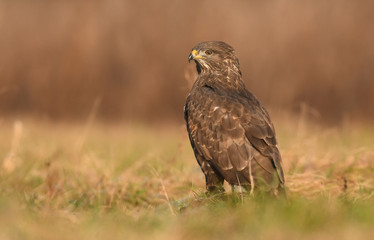 Common buzzard (Buteo buteo)