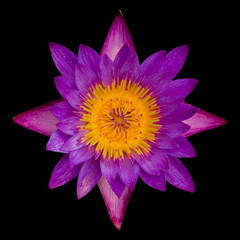 top view of the lotus on black background