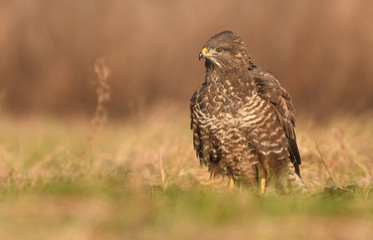 Common buzzard (Buteo buteo)