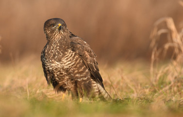 Common buzzard (Buteo buteo)
