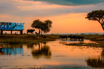 Buffalo at sunset.Image contain certain grain or noise