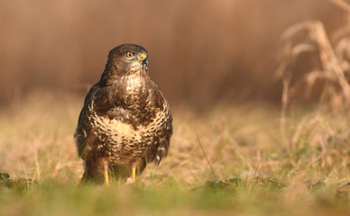 Common buzzard (Buteo buteo)