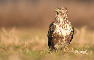 Common buzzard (Buteo buteo)