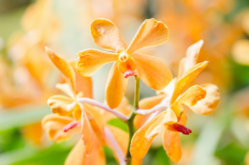 Orange orchid flower blossom in a garden
