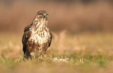 Common buzzard (Buteo buteo)