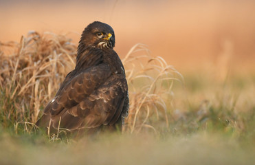 Common buzzard (Buteo buteo)