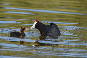 coot mom shares meal with baby