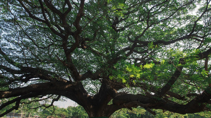 massive tree branches