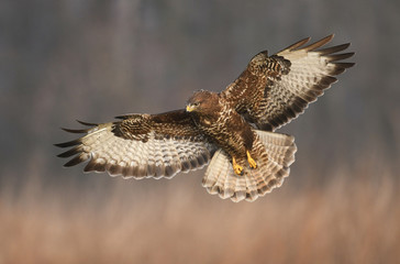 Common buzzard (Buteo buteo)