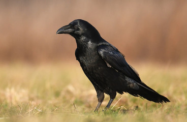 Obraz premium Kruk zwyczajny (Corvus corax)