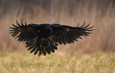 Common Raven (Corvus corax)