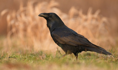 Common Raven (Corvus corax)