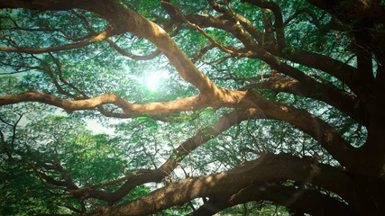 Foto op Plexiglas massive tree branches © baitoey