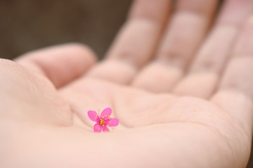 little flower