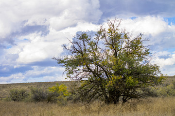 Obraz premium Tree in distance