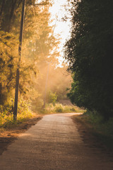 Sun shining over road, path, walkway through forest.
