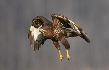 Common buzzard (Buteo buteo)