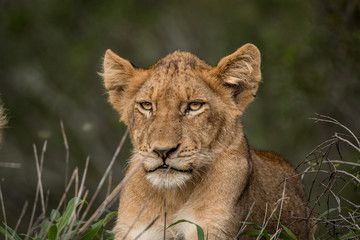 Lion cub starring at the camera.