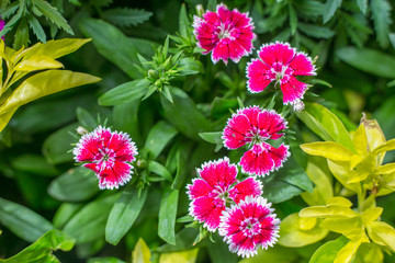 pink small flower