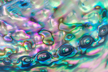 Close up multicolor background of abalone shell, haliotis