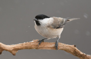 Marsh / willow tit