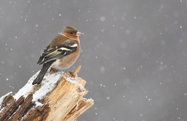 Chaffinch (Fringilla coelebs)