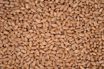 Fototapeta premium Millet Grass