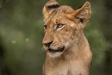 Side profile of a Lion cub.