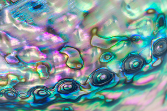 Close up multicolor background of abalone shell, haliotis