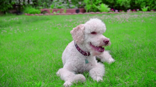 Calm dog lying on green grass. White dog portrait. White Labradoodle lying on lawn. Closeup of dog relaxing at meadow. Cute animal on grass. White pet outdoors