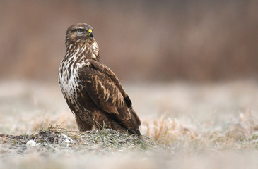 Common buzzard (Buteo buteo)