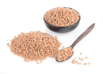 Millet Grass isolated on white