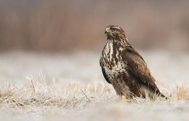 Common buzzard (Buteo buteo)