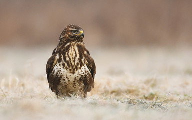 Common buzzard (Buteo buteo)