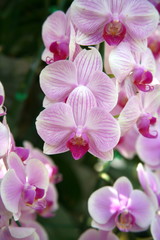 Fototapeta na wymiar Purple orchids / Tropical orchids / Thai orchids