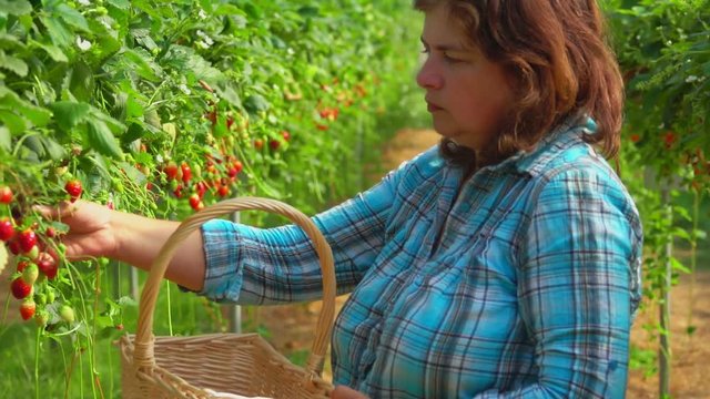 Woman puts red strawberries in basket