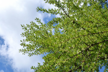 Larch branches against the sky