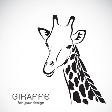 Vector of a giraffe head on white background, Wild Animals.