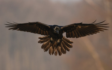 Common Raven (Corvus corax)