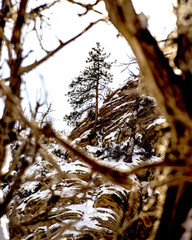 tree in winter