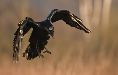 Common Raven (Corvus corax)