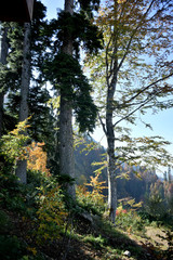 The flora of the mountain slopes of the Caucasus