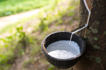 Milky latex extracted from rubber tree (Hevea Brasiliensis) as a source of natural rubber