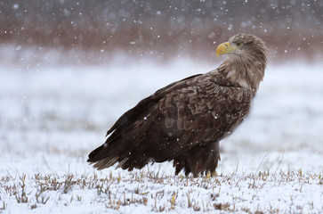 White tailed Eagle (Haliaeetus albicilla)