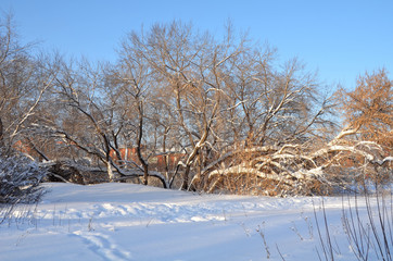 Winter Siberian forest, Omsk region