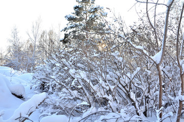 Winter Siberian forest, Omsk region