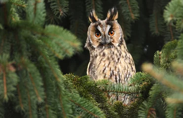 Aluminium Prints Owl Long-eared owl (Asio otus)