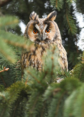 Long-eared owl (Asio otus)