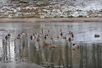 ducks