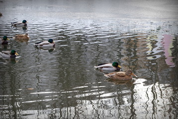 ducks